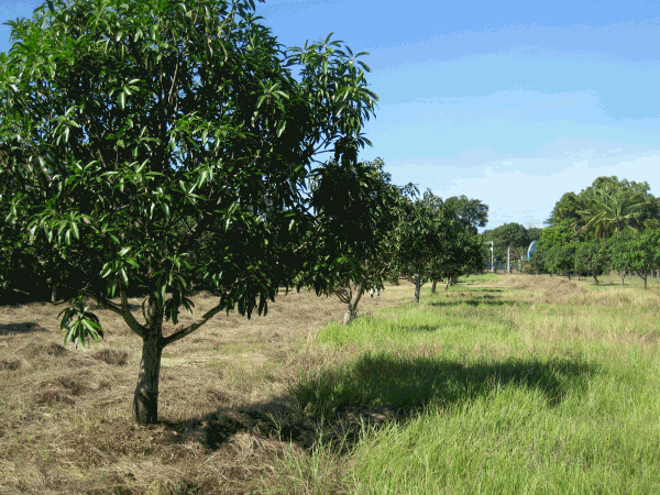 Mango trees