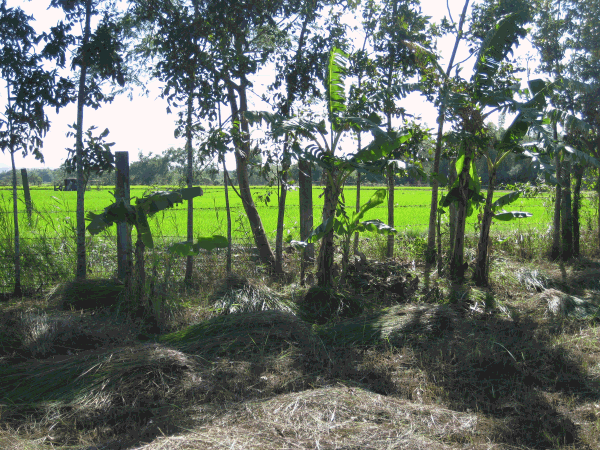 Windbreak of mahogany trees