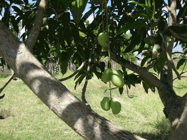 Growing fruit